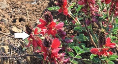 Indigofera