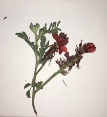 Indigofera