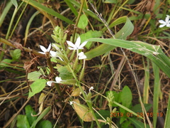Plumbago zeylanica