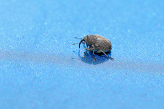 Ceutorhynchus coarctatus