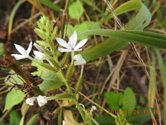Plumbago zeylanica