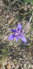 Moraea lugubris