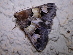 Drasteria pallescens