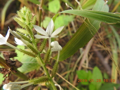 Plumbago zeylanica