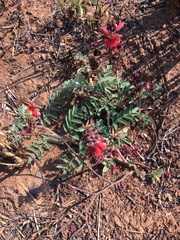 Indigofera