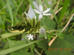 Plumbago zeylanica