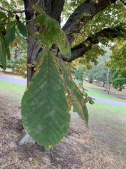 Aesculus hippocastanum