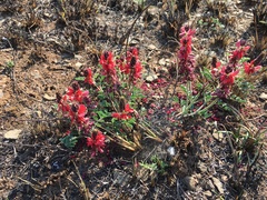 Indigofera