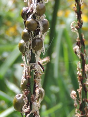 Asphodelus macrocarpus macrocarpus