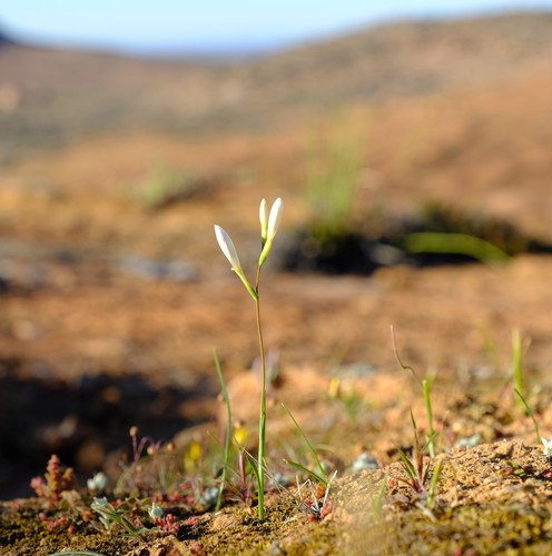 Hesperantha decipiens