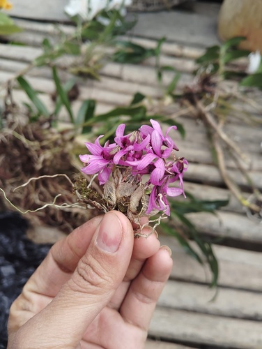 Dendrobium laterale