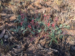 Indigofera
