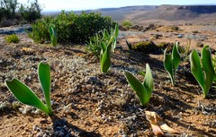Haemanthus dasyphyllus