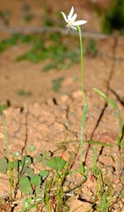 Hesperantha decipiens