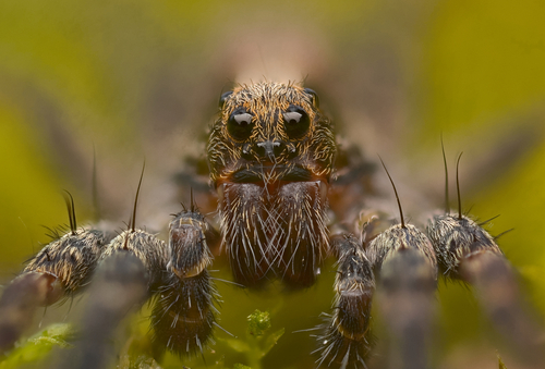 Brush-legged Split Wolf Spider photo 5