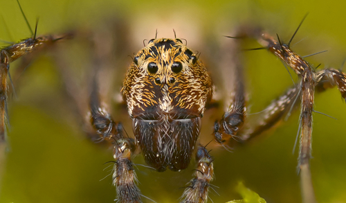 Western Lynx Spider