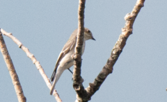 Ficedula