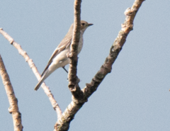 Ficedula