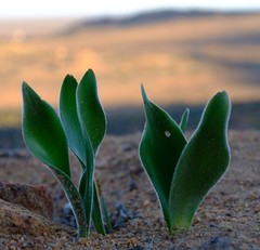 Haemanthus dasyphyllus