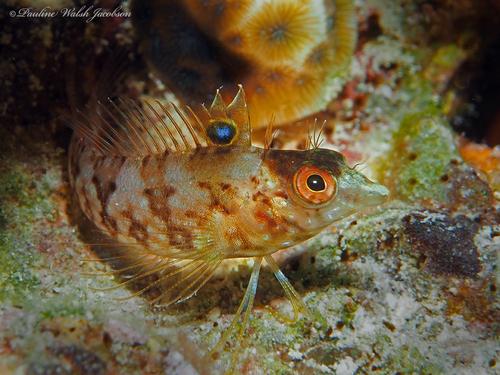 Diamond blenny (Malacoctenus boehlkei) — Labrisomidae