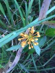Platanthera chapmanii