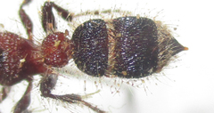 Bradynobaenidae
