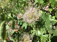 Clematis hirsutissima