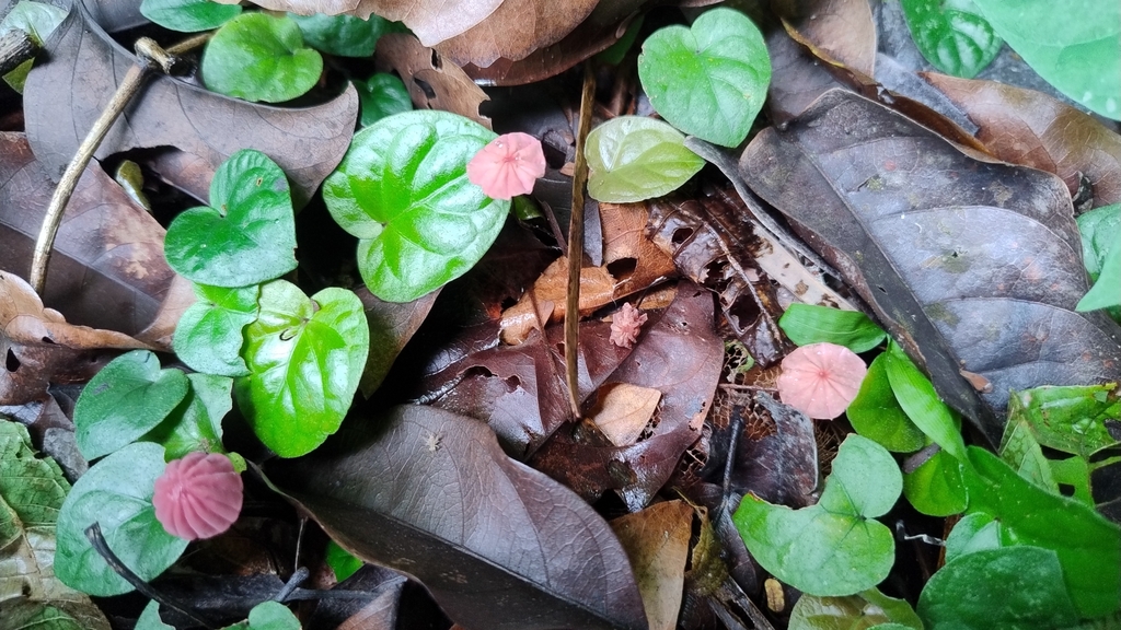 Marasmius haematocephalus · April 2025 · photo: © biomartita (iNaturalist, cc-by)