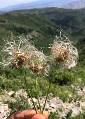 Clematis hirsutissima