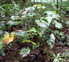 (c) Guillaume Delaitre, some rights reserved (CC BY) Anthurium sagittatum, photograph (c) Guillaume Delaitre, some rights reserved (CC BY)