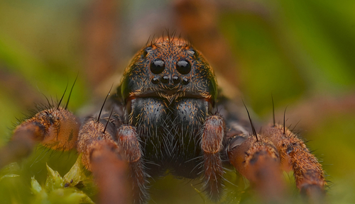 Trochosa sepulchralis photographed in Washington