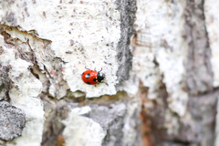 Coccinella magnifica