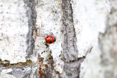 Coccinella magnifica