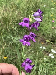 Penstemon neomexicanus
