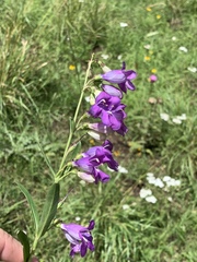 Penstemon neomexicanus