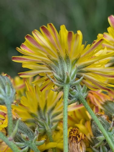 Image of Crepis vesicaria by (c) Denis Bastianelli, some rights reserved (CC BY)