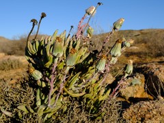 Kleinia cephalophora