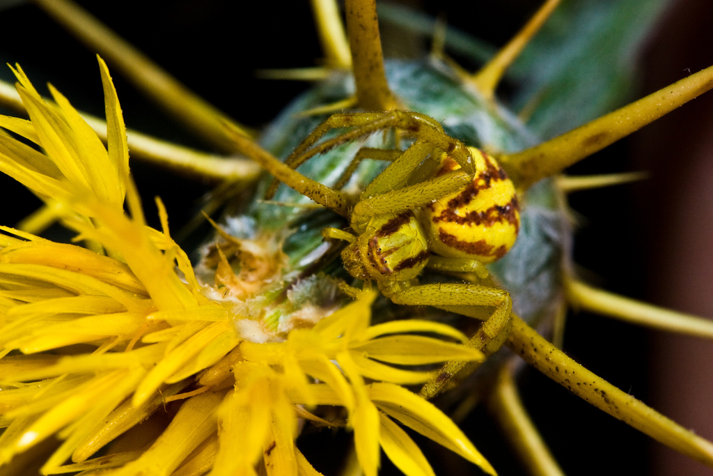 Mecaphesa schlingeri