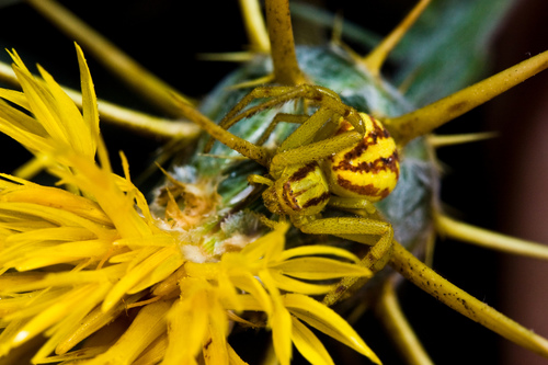Mecaphesa schlingeri