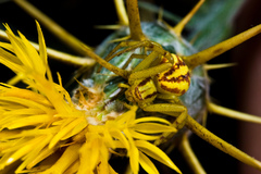 Mecaphesa schlingeri