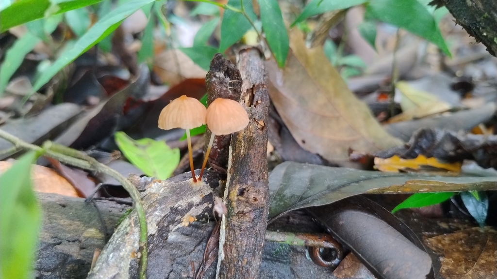 Marasmius siccus · April 2025 · photo: © biomartita (iNaturalist, cc-by)