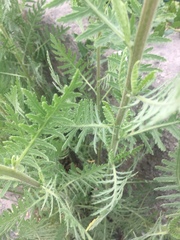 Achillea filipendulina