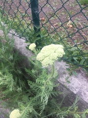 Achillea filipendulina