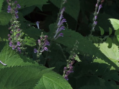 Scutellaria columnae