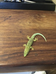 Phelsuma dubia