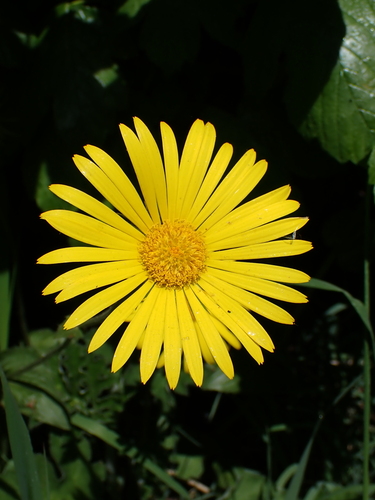 Image of Doronicum pardalianches by (c) Jarro Nevsbaru, some rights reserved (CC BY)
