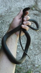 Coluber constrictor helvigularis