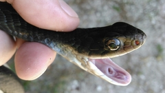 Coluber constrictor helvigularis
