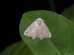 Arctornis obtusa