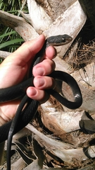 Coluber constrictor helvigularis